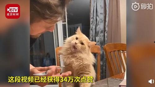 爱吃的小猫被爆料视频是真的吗,爱吃小猫爆料视频真实性揭秘 第3张 爱吃的小猫被爆料视频是真的吗,爱吃小猫爆料视频真实性揭秘 第3张